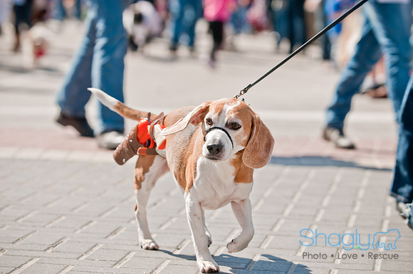 Krewe of Barkus 2011-92