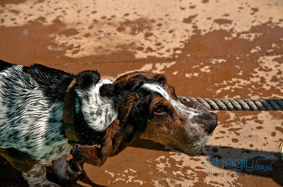Wags and Waves-488