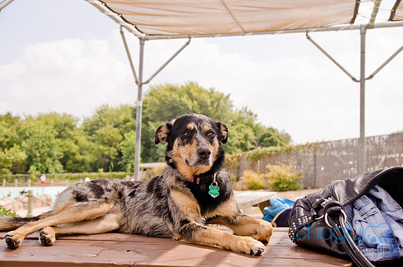 Wags and Waves 2011-224