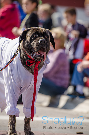 Krewe of Barkus 2012-241