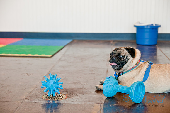 DFWpugrescue-liveattheboardingbugalow-15