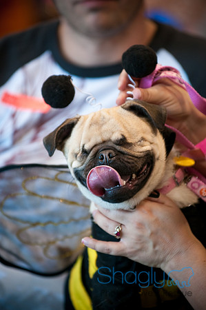 PugOWeen-2708