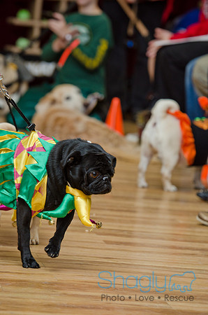 PugOween-231