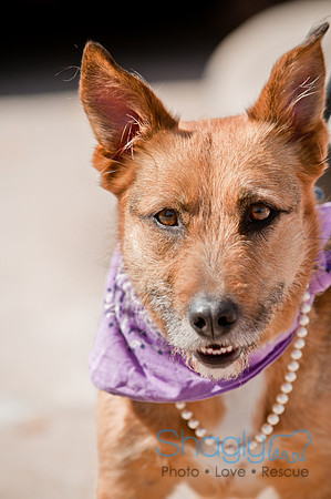 Krewe of Barkus 2011-146