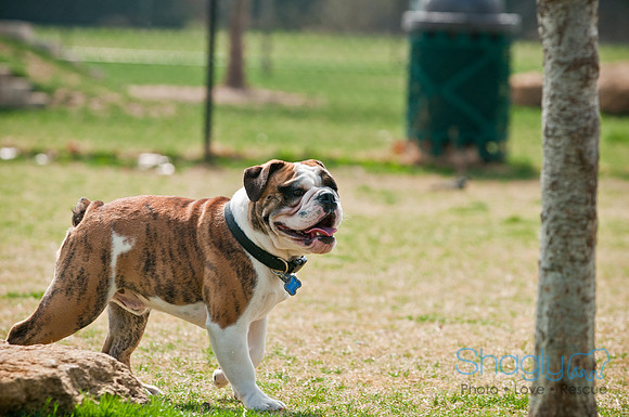 Pug Love Fun Run-166