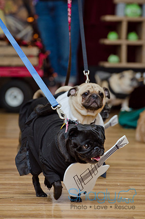 PugOween-234
