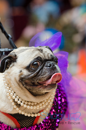 PugOween-66