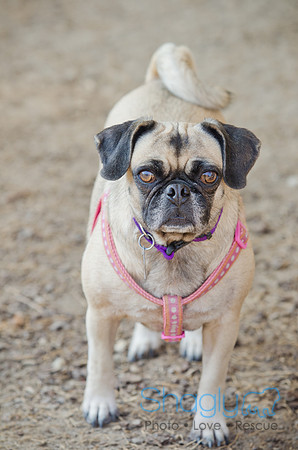 Boarding Bungalow DFW Pug Rescue-1