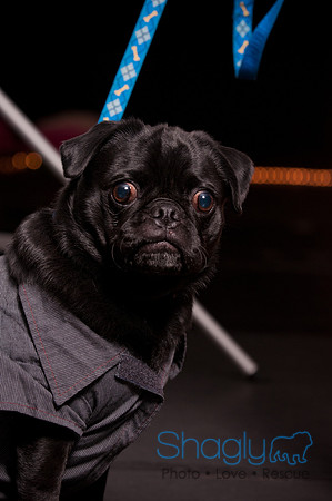 Project Pugway DFW Pug Rescue-3