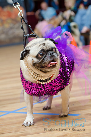 PugOween-65