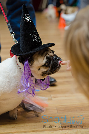 PugOween-103