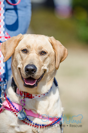 Krewe of Barkus 2012-18