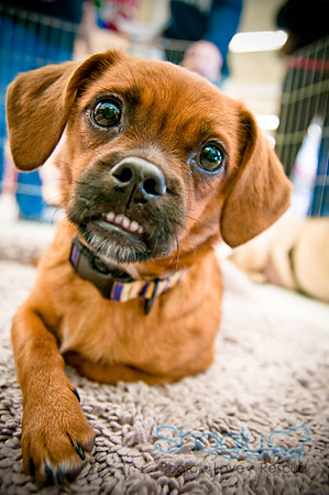 DFW Pug Rescue-15