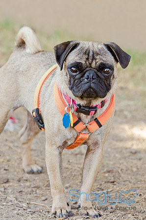 DFW Pug Rescue-Boarding Bunagalow-24