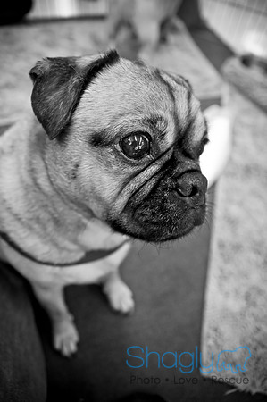 DFW Pug Rescue-56