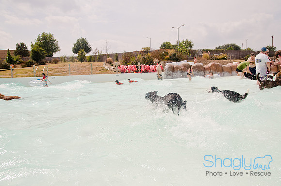 Wags and Waves 2011-251