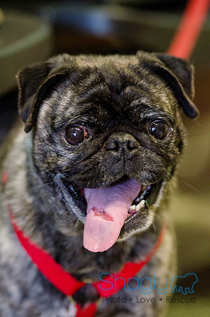 Sir Lancelot the Pug-1