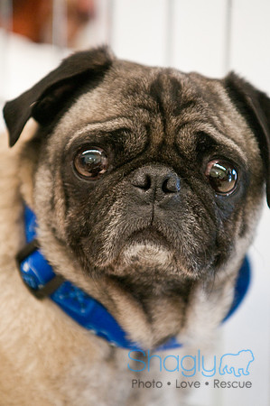 DFW Pug Rescue-2