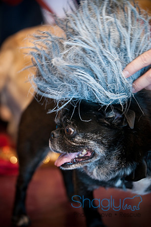PugOWeen-3309