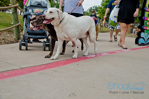 Wags and Waves 2011-181