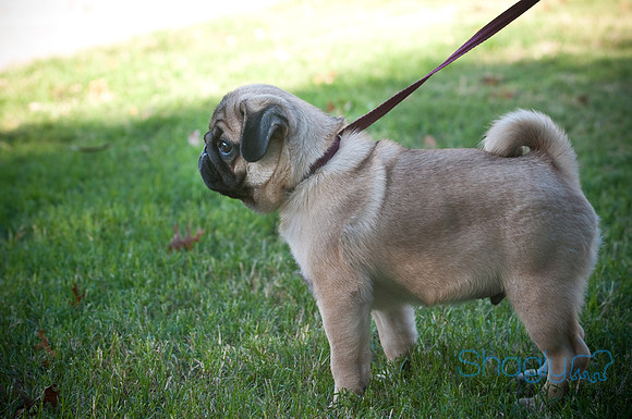 PugOWeen-3848