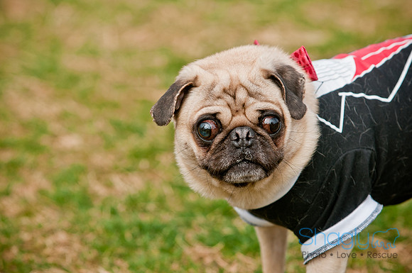 Pug Love Fun Run-147