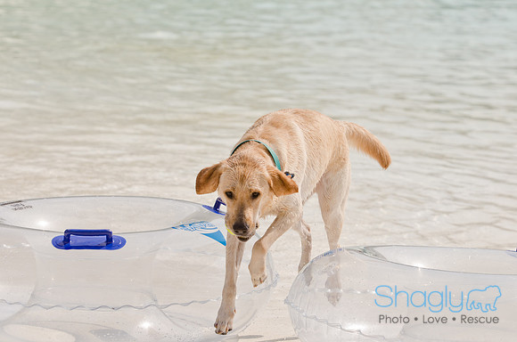 Wags and Waves 2011-508
