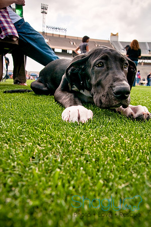 Dog Bowl 2010-97