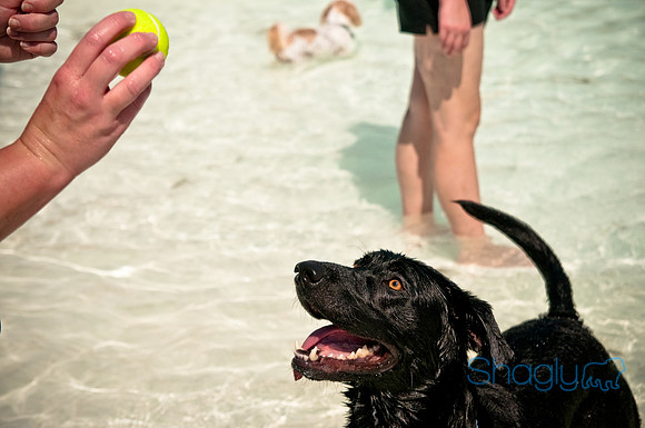 Wags and Waves-494