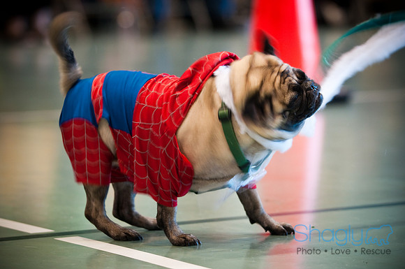 PugOWeen-3102