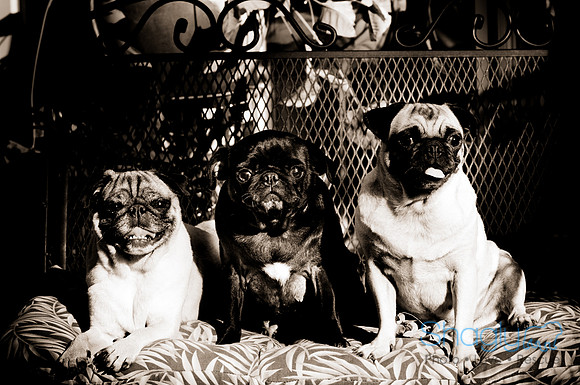 Gorham Family-9013