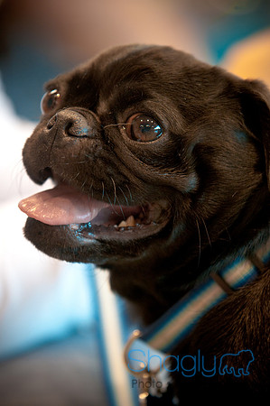 PugOWeen-3534
