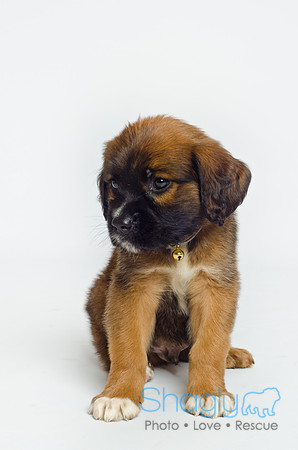 Stclouds Rescue Puppies-14