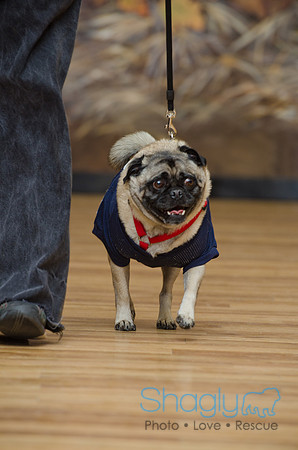 PugOween-113