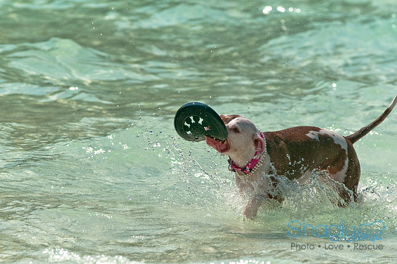 Wags and Waves-182