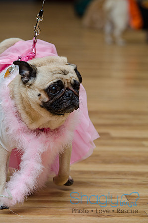 PugOween-195