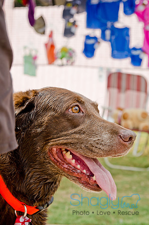 Wags and Waves 2011-197
