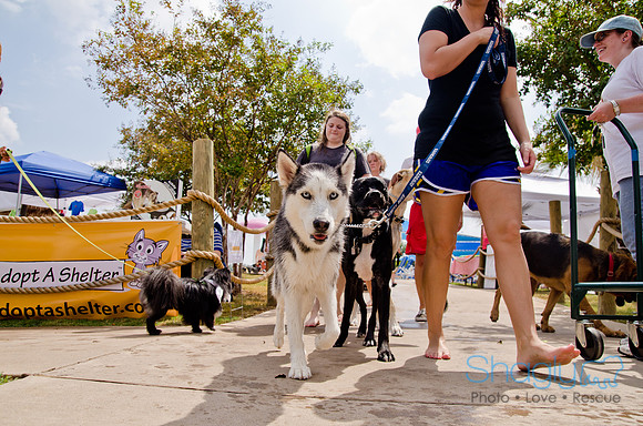 Wags and Waves 2011-200