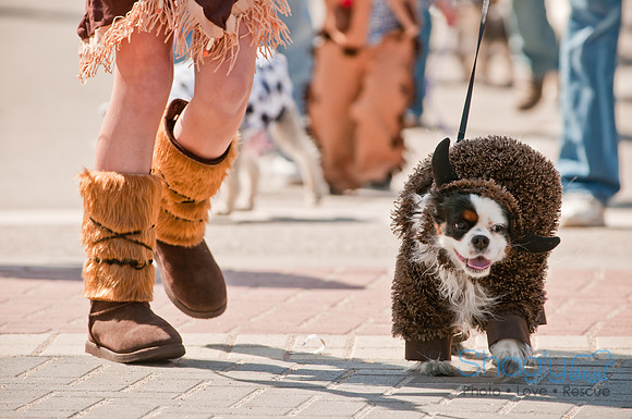 Krewe of Barkus 2011-62