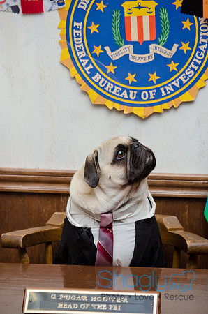 PugOween-253