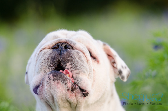 Bluebonnets Pug and Bulldog-51