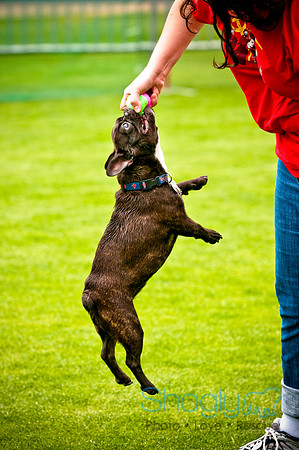 Dog Bowl 2010-67