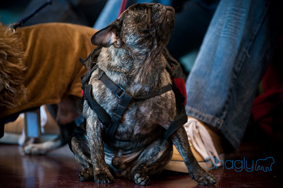 PugOWeen-2715