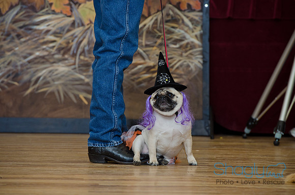 PugOween-104