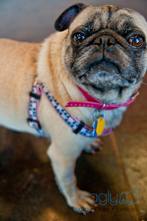 DFWpugrescue-liveattheboardingbugalow-19