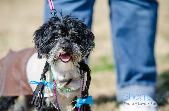 Krewe of Barkus 2012-109