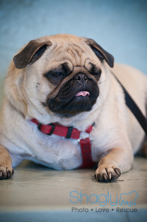 PugOWeen-3703
