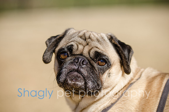 Pug Play Date-7