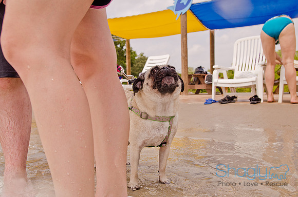 Wags and Waves 2011-265