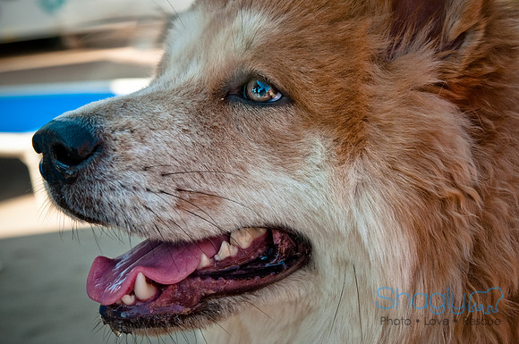 Wags and Waves-37
